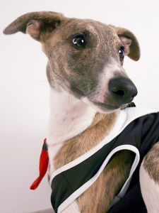 wise_whippet